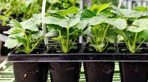 Рассада Клубники Саженцы Оптом.