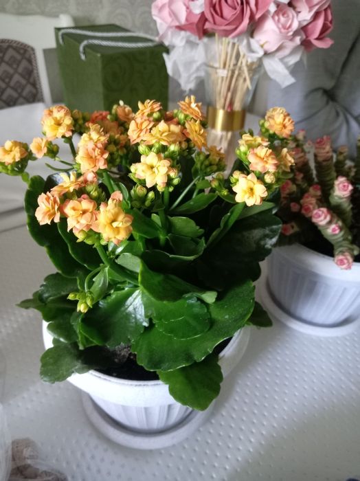 Продаётся домашние цветы