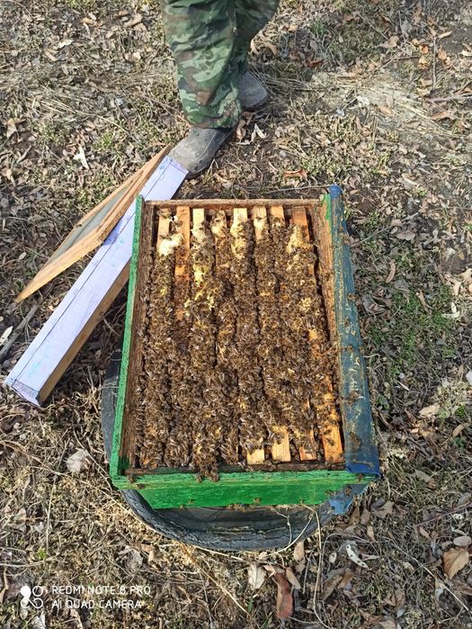 Продам пчеласемьи