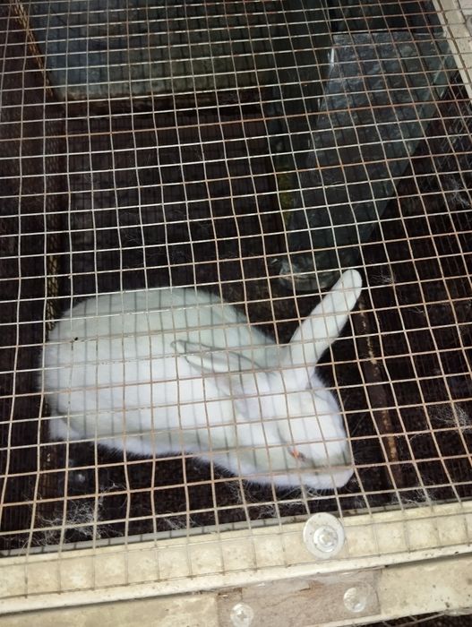 Сотилади гуштга куенлар  4-5 кг чикиб колади