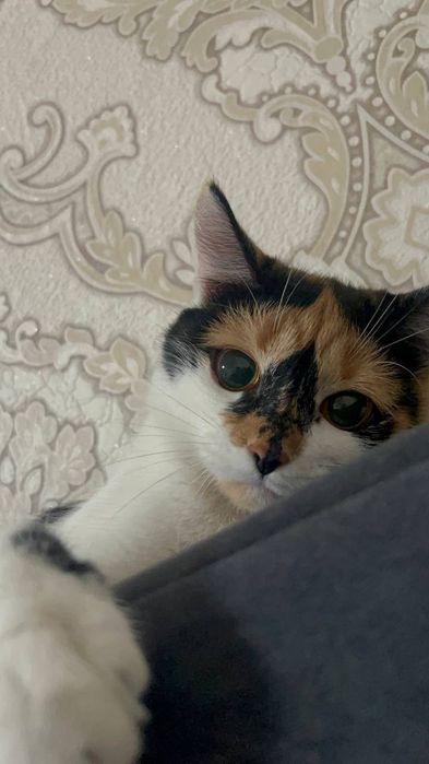 Кошка и котята отдам