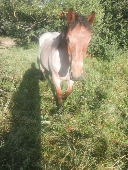 Vând mânz de 1 an