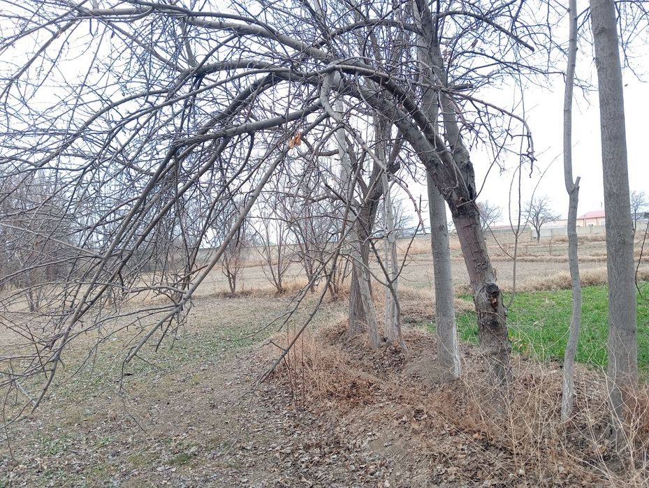 Ҳар хил турдаги ўтин сотилади