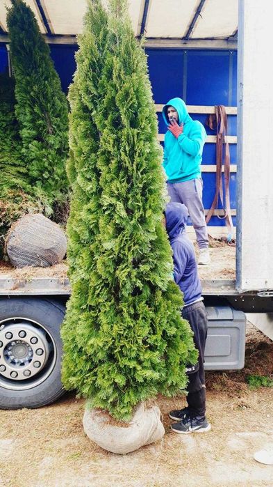 Tuia Smaragd calitate extra