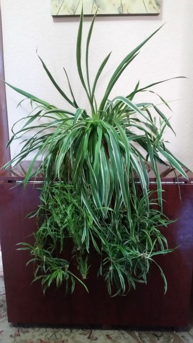 Цветы домашние не дорого