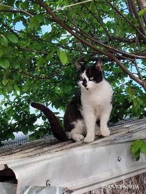 pisicute spre adoptie livrez la domiciliu