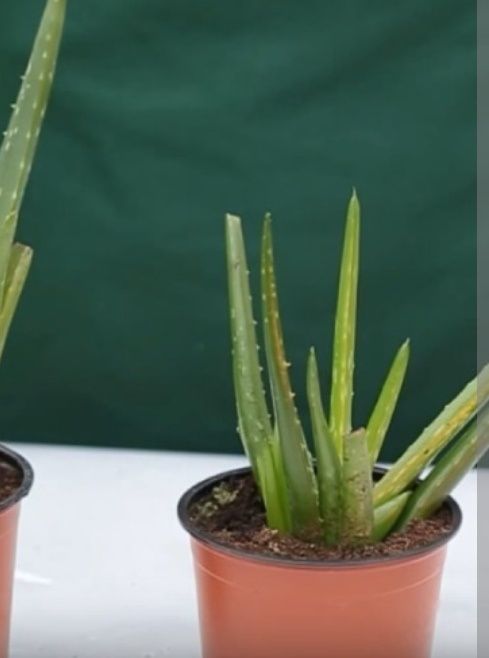Продам Отростки Алоэ