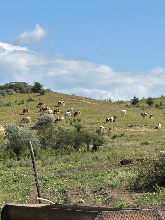 Vaci baltata romaneasca