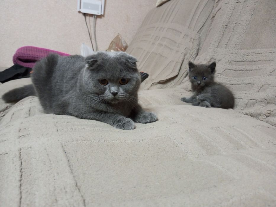 Отдам котëнка даром.