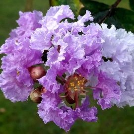 Индийский сирень