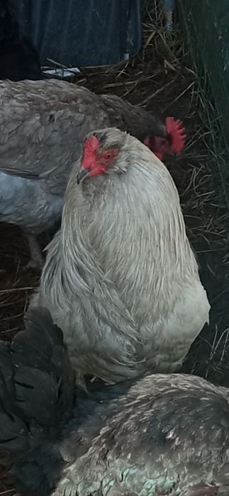 Продам красивого петуха