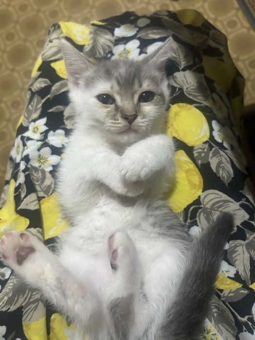 котянка в добрые руки