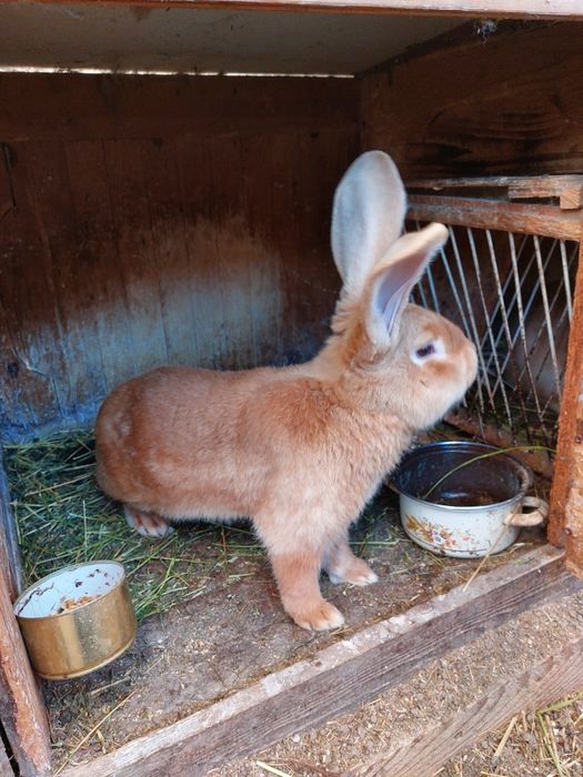 Iepuri uriaș german galben