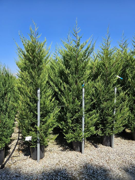 Vindem tuia leylandii