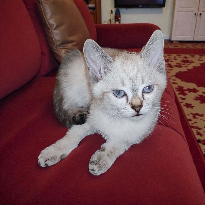 Котята БЕСПЛАТНО в добрые руки