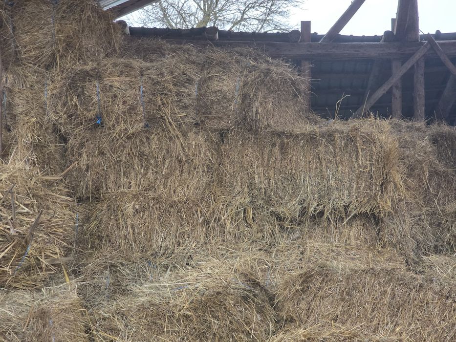 Baloti de Fan de vânzare