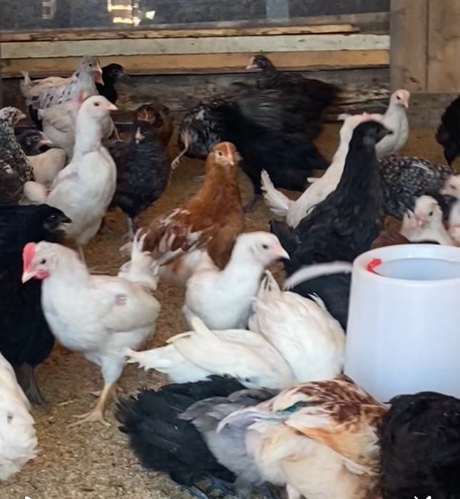 Продам кур и петухов Брама