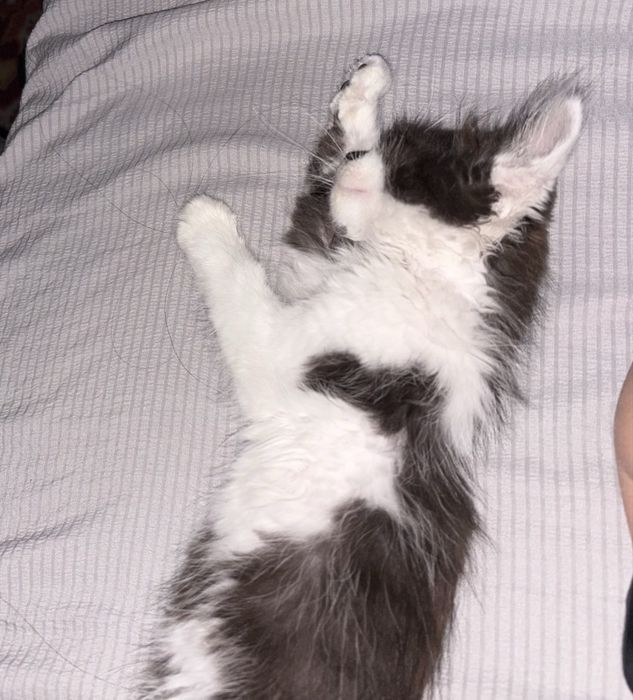 Отдам ДЕВОЧКУ котенка в добрые руки