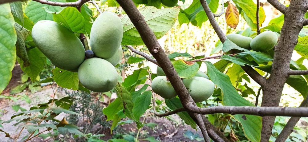 Asimina triloba, Асимина, Пау-пау, Индиански банан