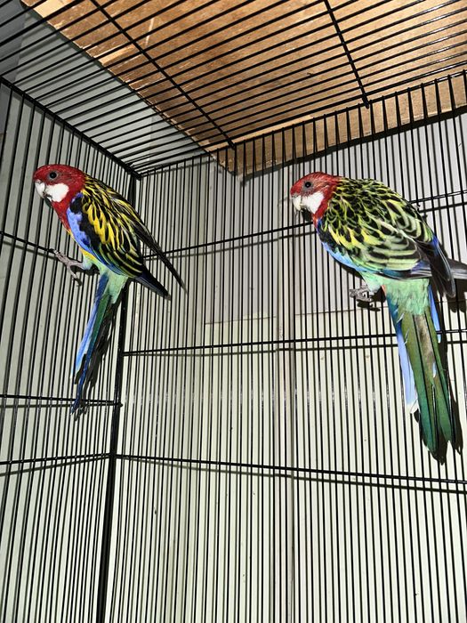 Вальныцтый папугайлар бо келишамиз