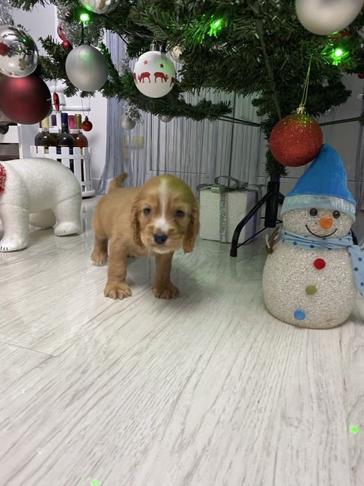 Cocker Spaniel disponibil