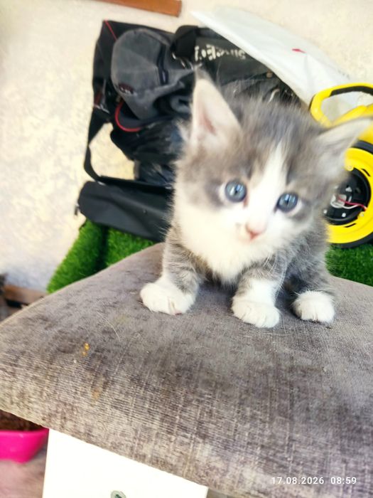 Отдам котят бесплатно