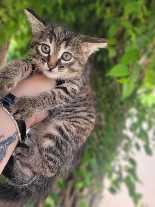 Очень красивая девочка ищет дом