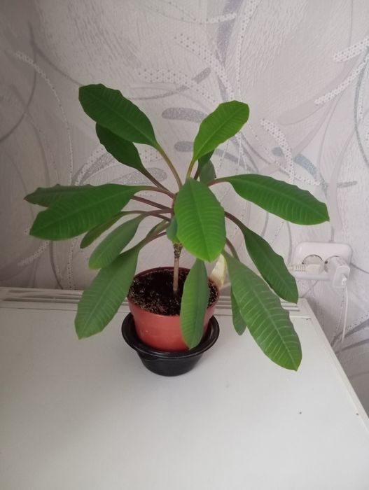 Комнатное растение