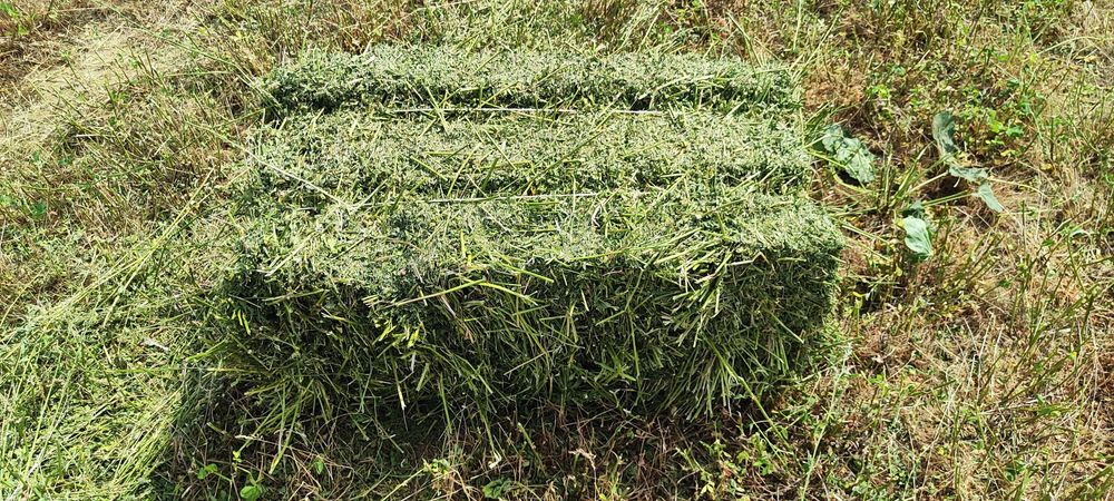 Шөп бар. жоңышқа. Клеверь.