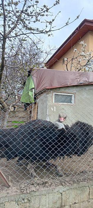 Vând sau schimb Struruti Africani