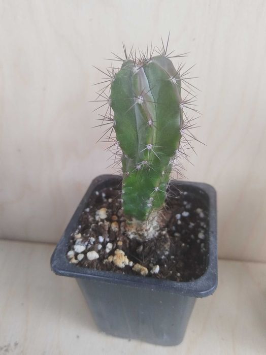 Кактусы сортовые