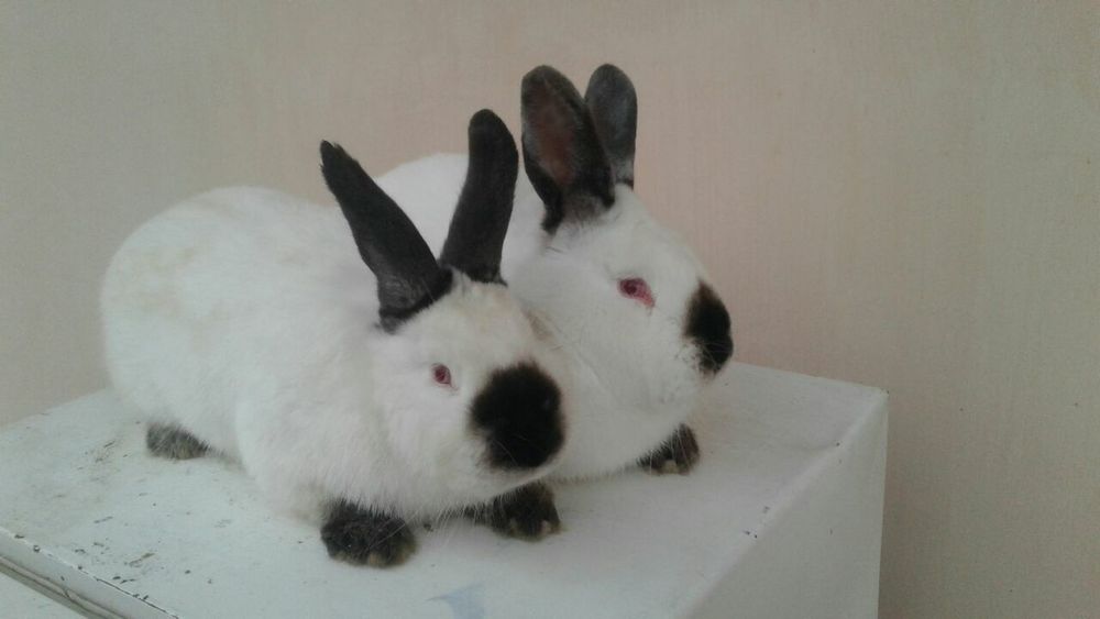 Куенлар сотилади холати соглом