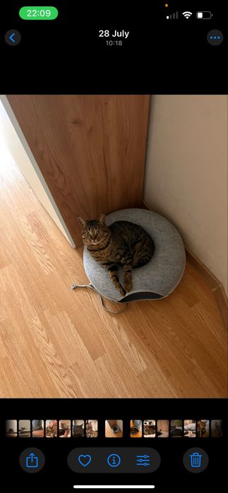 Отдаем кота в хорошие руки