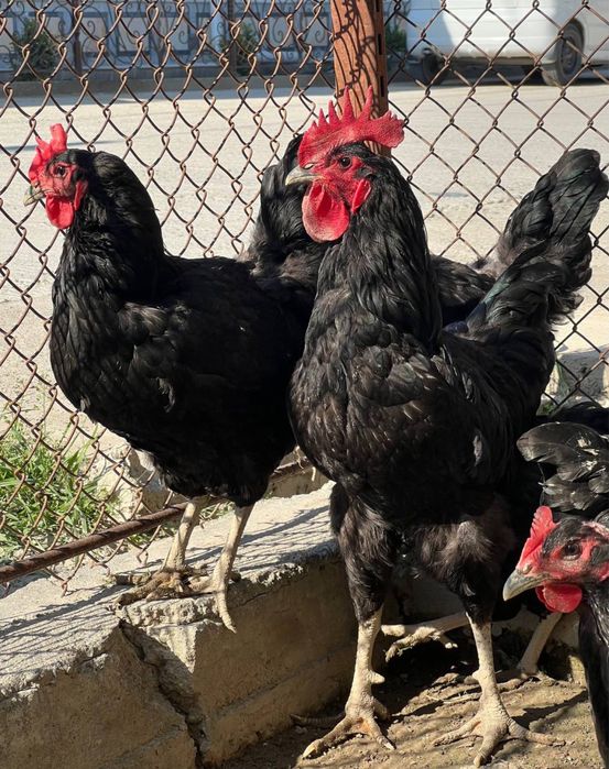 Qora shaxzoda tovuq xo’roz