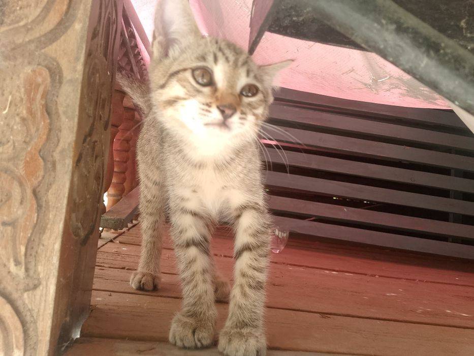 Кошка отдается БЕСПЛАТНО