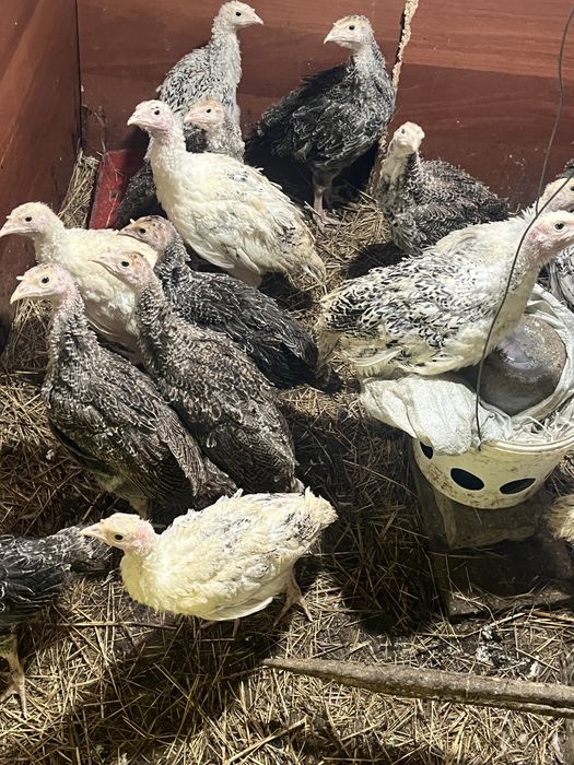 Индюк балапандары