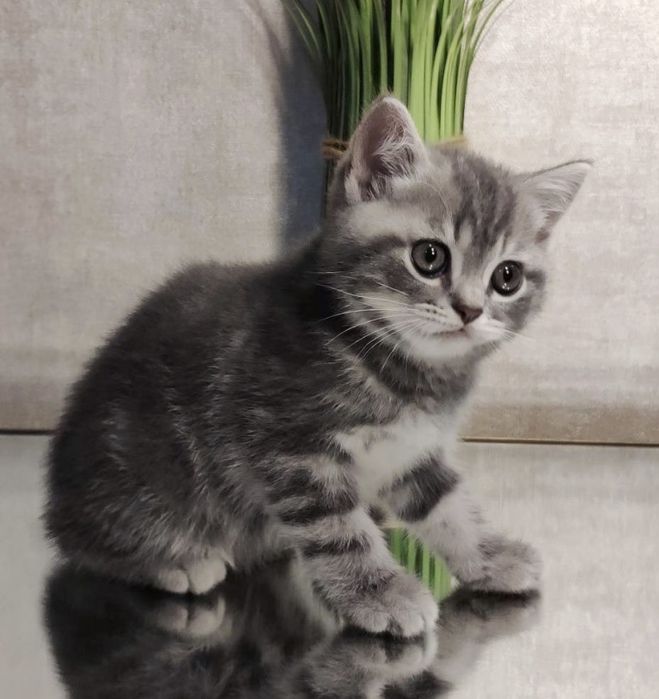 Шотланские котята