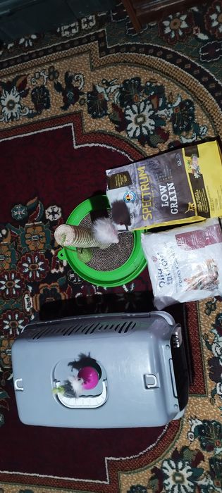 Shatlanddiskiy zalataya shinshila