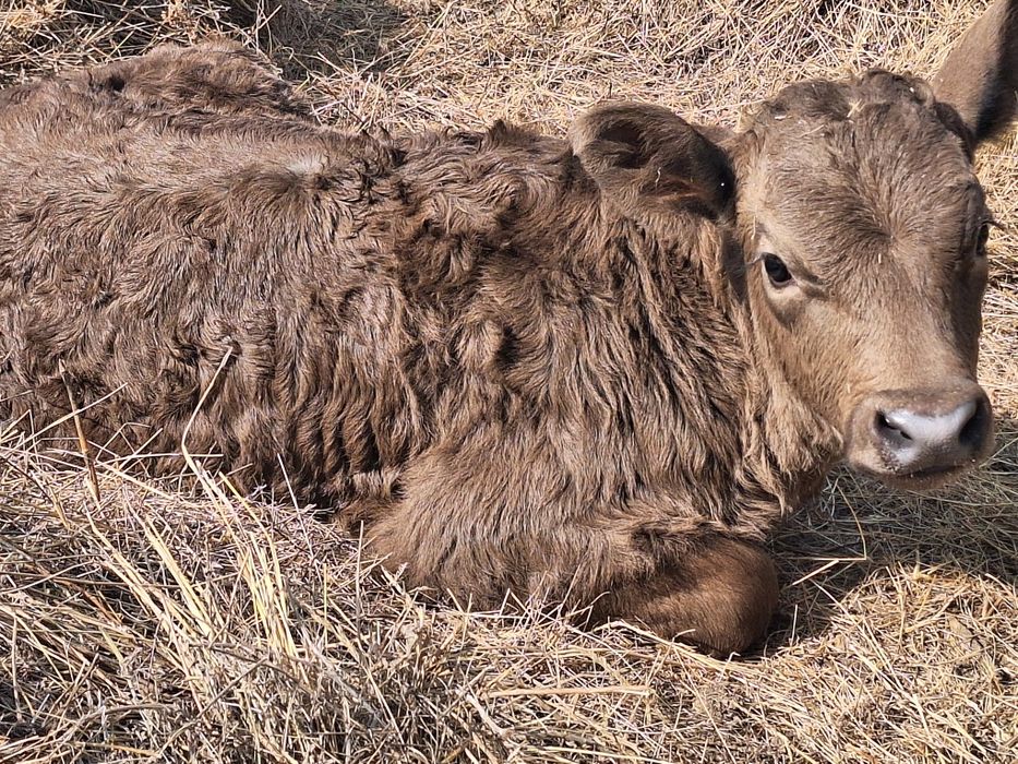 Продам корову с теленком