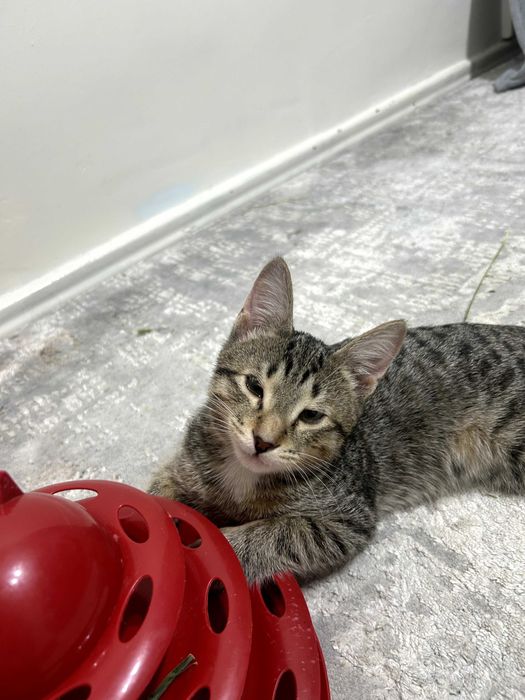 котенок в добрые руки