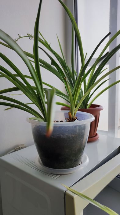 Комнатные растения цветы