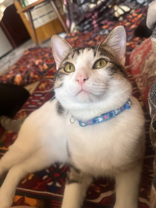 Mushuk ogilbola tekinga bervoraman