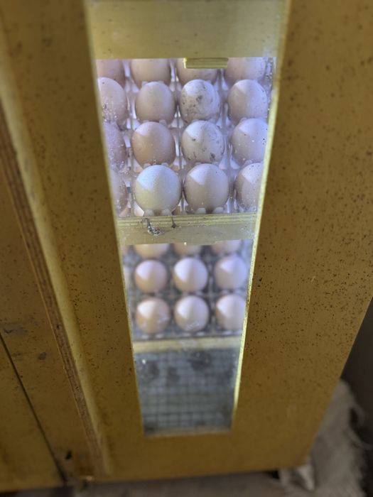 Uy tuxumlari. Istemol va Inkubator uchun mos, sifatli tuxumlar