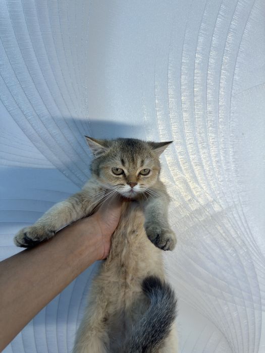 british shorthair