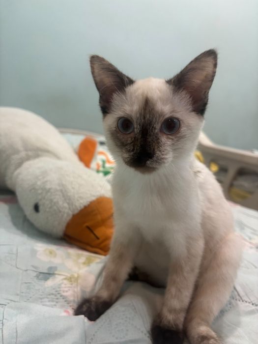 Котенок девочка отдаём в добрые руки