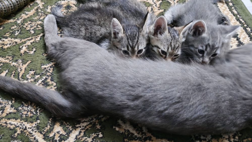 Продаются котята 2девочки 1мальчик.Мушукчалар сотилади 2киз 1оґил