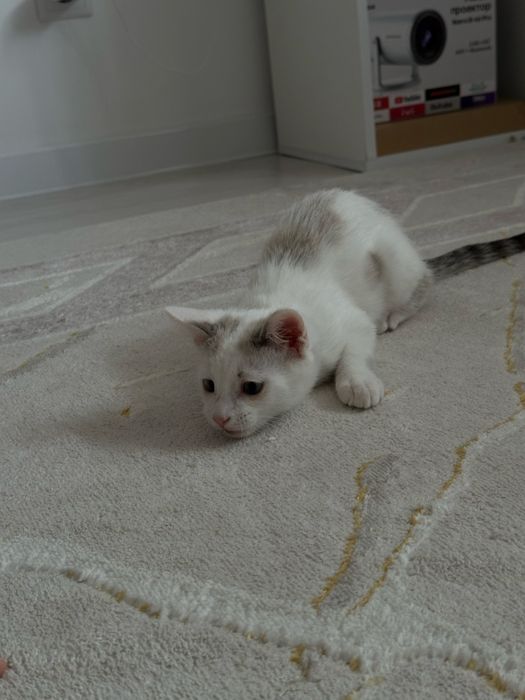 Отдаю котенка в дорбые руки!