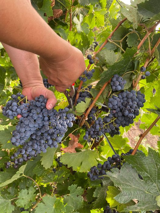 Vând struguri,Merlot