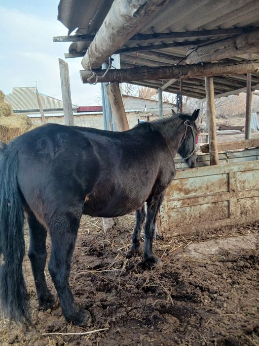 Буаз биелер еки бас жылкы