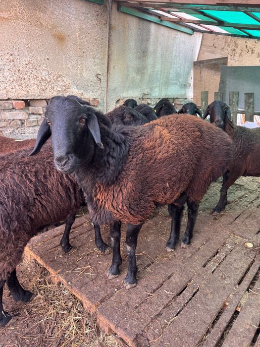 Бараны | Qo'chqorlar